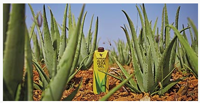 Du stehst auf die ganze Kraft der Aloe Vera? Du möchtest deinen wertvollen Aloe-Drink mit viel Vitamin C immer mit von der Partie haben? Forever hat die Lösung: Jetzt gibt es das Original FOREVER ALOE VERA GEL™  im praktischen 2Go-Format: 330ML FOREVER ALOE VERA GEL™, unser neues Mini-Pack! 99,7 Prozent reines Aloe-Vera-Gel im handlichen Tetra Pak – für on the road. Das sind 330 ml Power kompakt für deinen Körper. Für einen gesunden Aloe-Lifestyle – immer bestens versorgt mit 330ML FOREVER ALOE VERA GEL™.